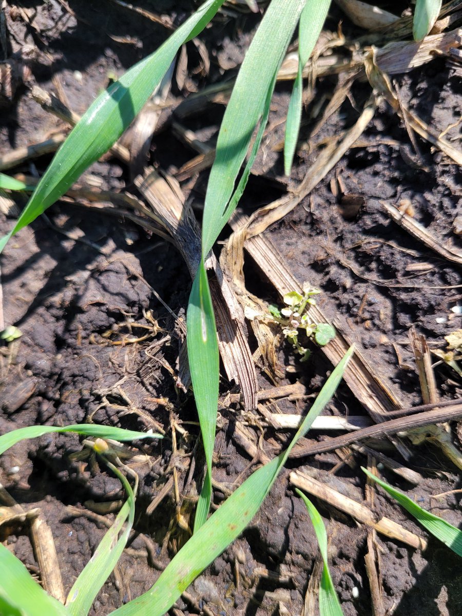 JonatanMauro1's tweet photo. Dias de #Recorridas Primero Balcarce con Patricia Diez de Ulzurrun #Novedades @Syngenta_ar para el control de #Cruciferas y #RamaNegra #NELANE #consyngentaenelcampo https://t.co/pLVeBnVxrI