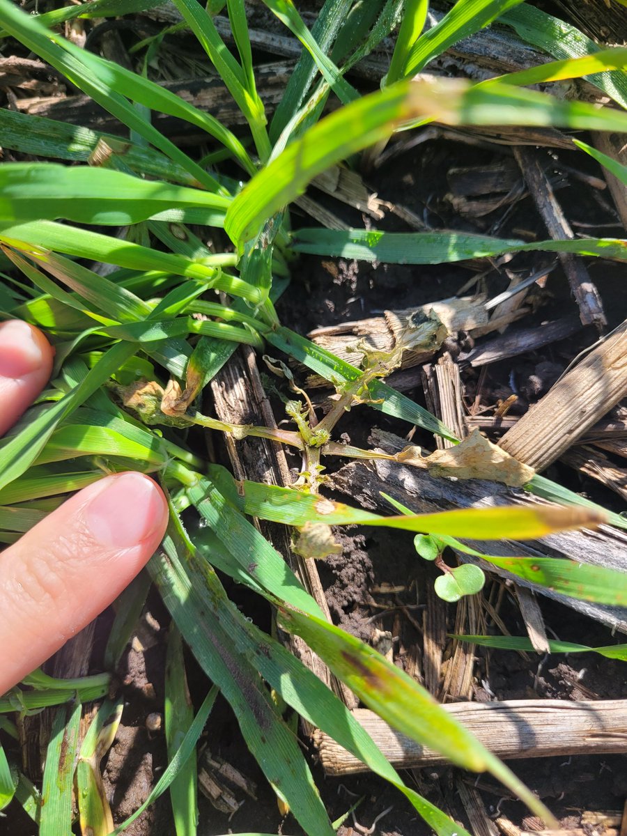 Seguimos por #Necochea viendo los excelentes controles #NELANE <a href="/Syngenta_ar/">Syngenta Argentina</a>  junto a <a href="/VientoSurAgro/">Viento Sur</a> y <a href="/ManuAued/">Manu Aued</a>