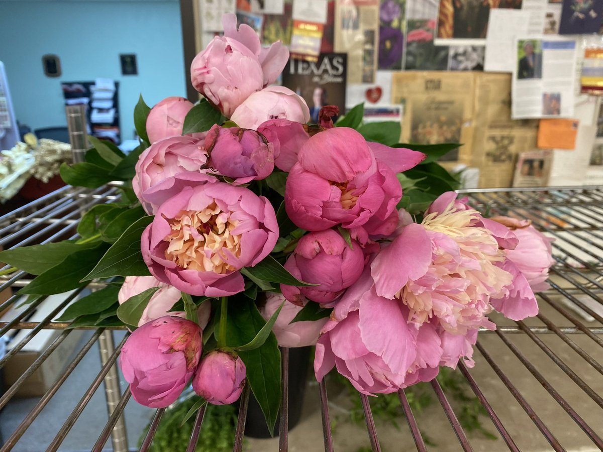 sofloco's tweet image. Peonies @sofloco