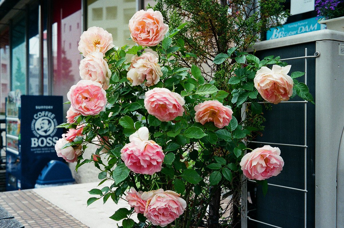 _nk_516's tweet image. また買い戻したいカメラ
#Rollei35