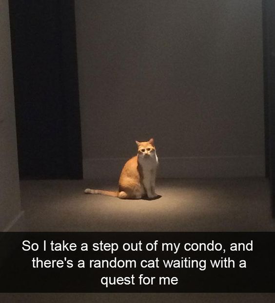 Memes to Show Your Cat tweet media