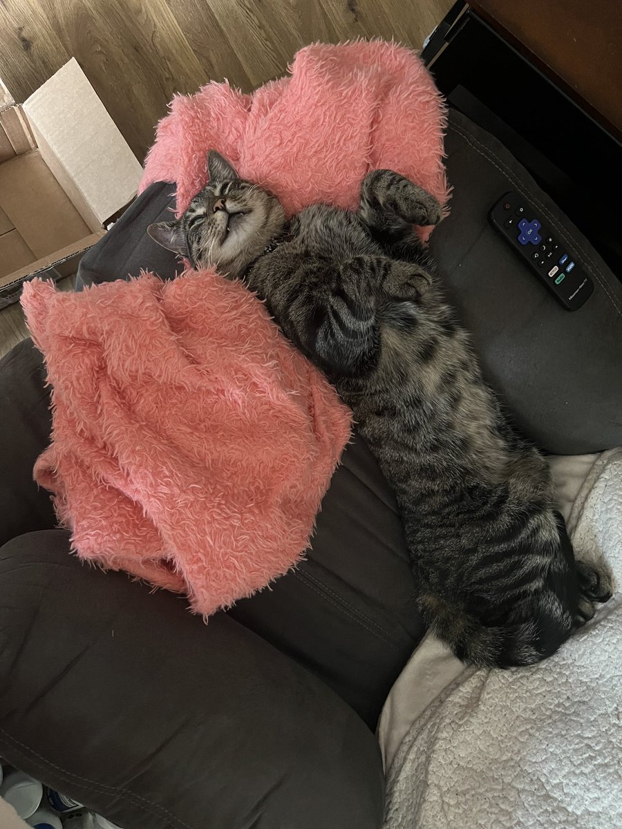 waterfalls73's tweet photo. @weskrantz Here’s Kitten observing the inside of his eyelids 😂 https://t.co/AjHryo6Fpd