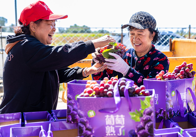 ChinaDaily's tweet image. Juicy grapes in this Hohhot vineyard, Inner Mongolia entices people to pick their own to enjoy. #harvest #ruralvitalization