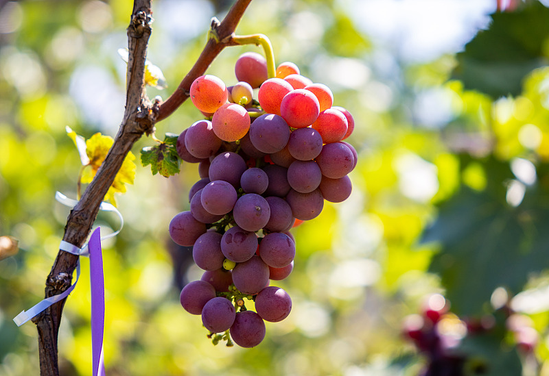 ChinaDaily's tweet image. Juicy grapes in this Hohhot vineyard, Inner Mongolia entices people to pick their own to enjoy. #harvest #ruralvitalization