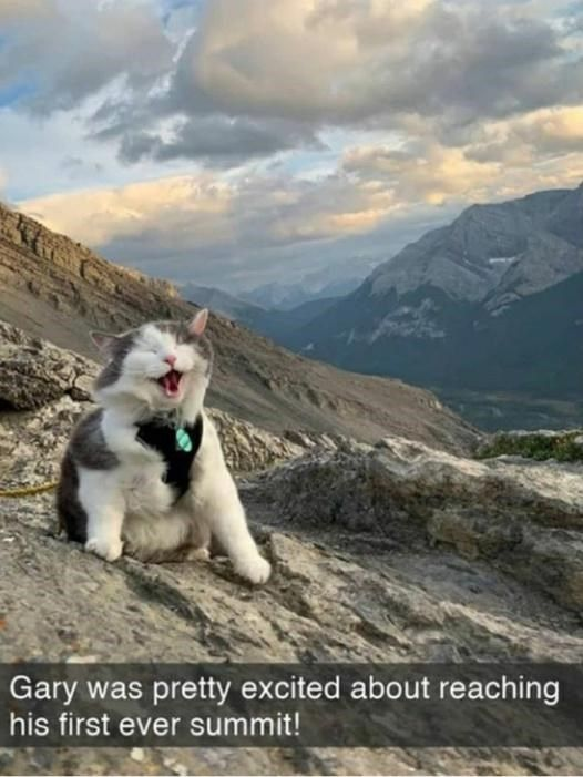 WholesomeMemes (@wholesomememe) on Twitter photo 