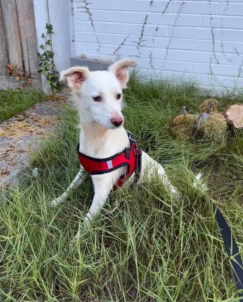 Welcome home, beautiful Marshmallow! And many thanks to everyone that helped along the way!