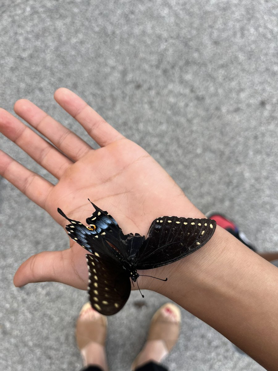 Some fourth graders made a friend at recess today! 🦋#D97Joy #LongfellowBears 🦋
