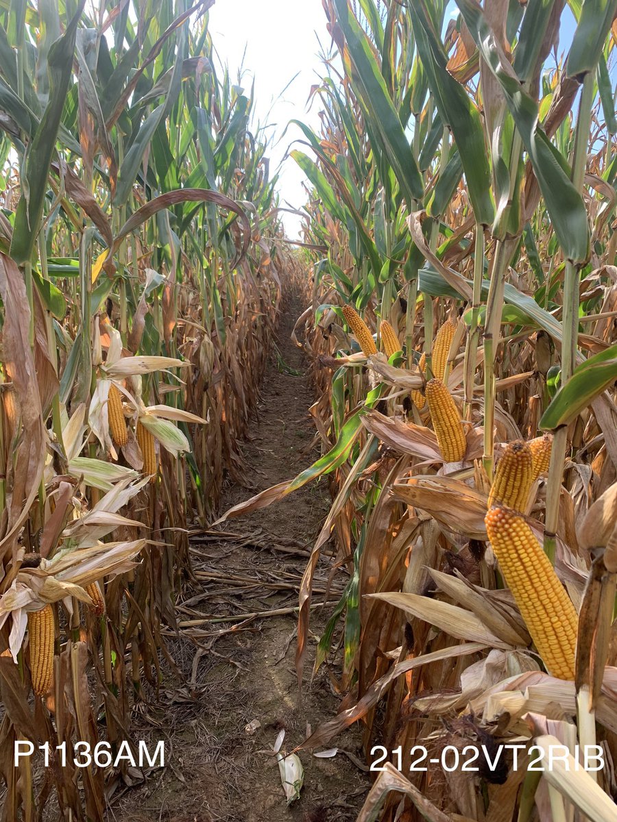 Jordan Crouse tweet media