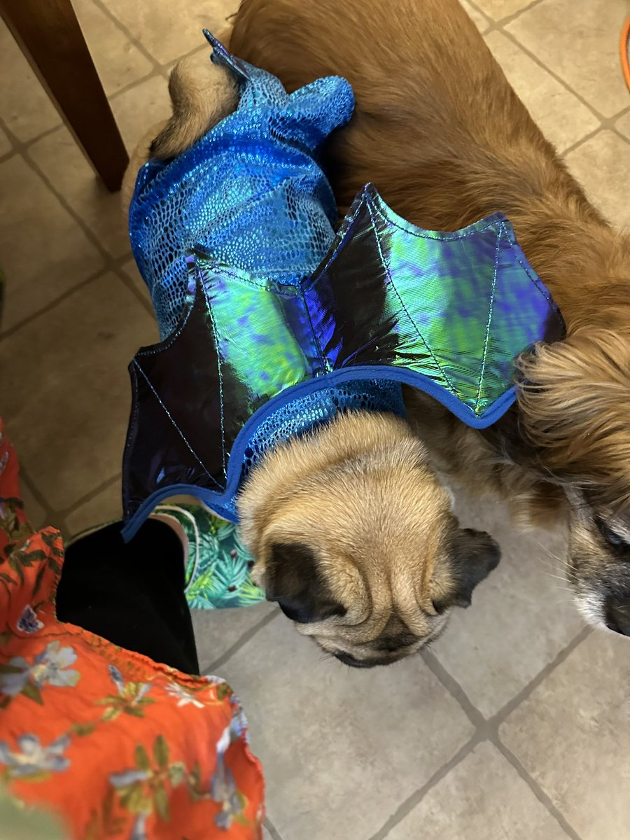 MapleThePug's tweet photo. PLEASE tell me they are cancelling Halloween. I can’t with this dragon costume 😜Daddy, HELP ME!!!  #MapleThePug #pugsoftwitter #pugshame @ericdresh @cindydreshfield https://t.co/HhNsutDInS
