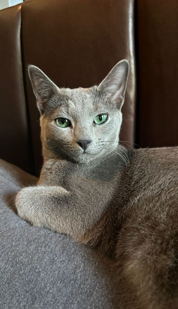 MementoMoriXO's tweet photo. YODA 🐈‍⬛👽🖤 https://t.co/rul96gp9jp