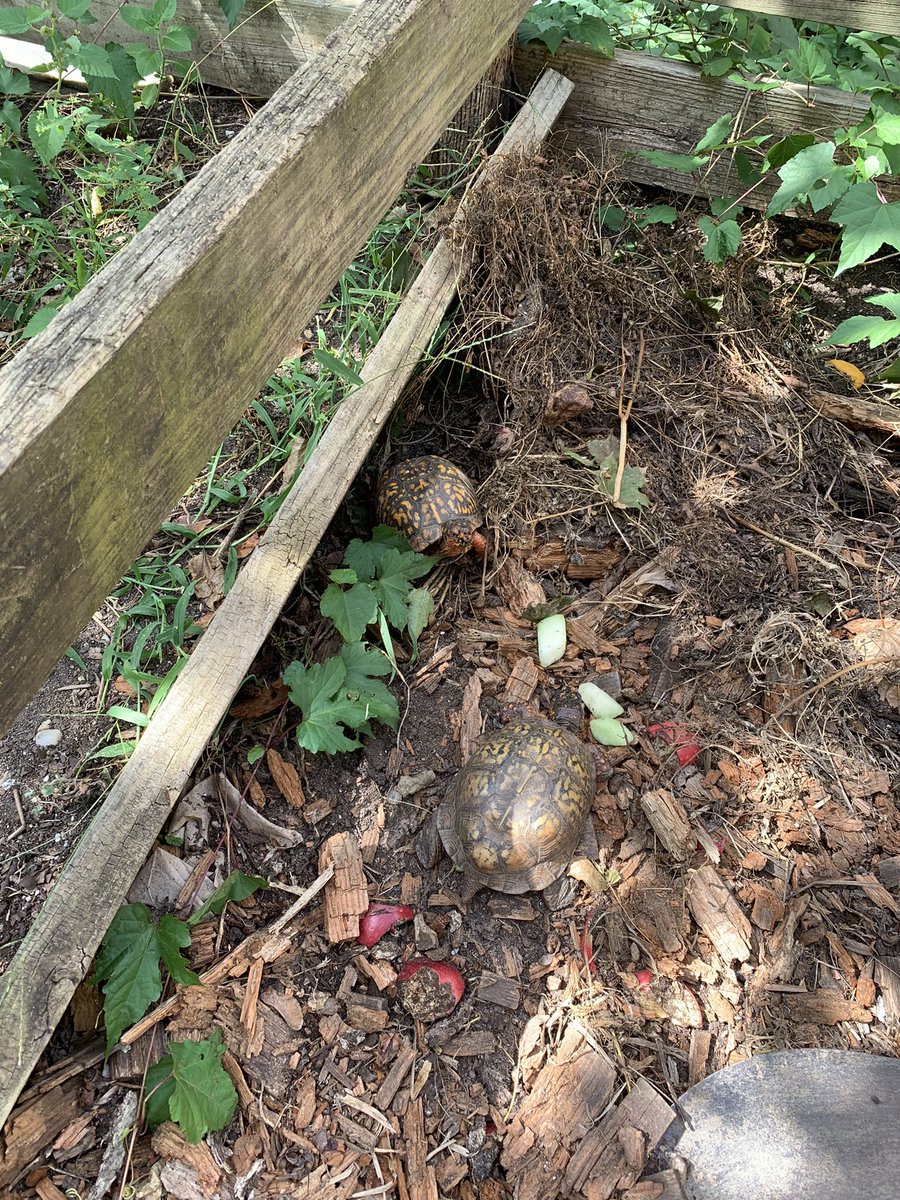 Our first outdoor lesson with <a href="/CampbellOutside/">Amanda Lowenberger</a> this year! We had so much fun exploring the courtyard, picking and eating carrots from the garden and spending time with the turtles! 🐢🪴🥕