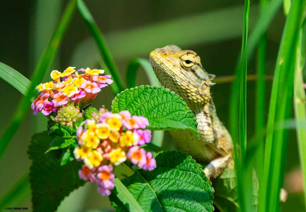 Oriental Garden Lizard 
#lizards #gardenlizard #orientalgardenlizard #wildlife #reptiles #indore #MadhyaPradesh #india #reptilesofindia #indianreptiles #wildlifephotography #wildlifephotographer #sigmaphotoindia #nikonindia #sigma150600contemporary #sigma150600mm #sigma150600