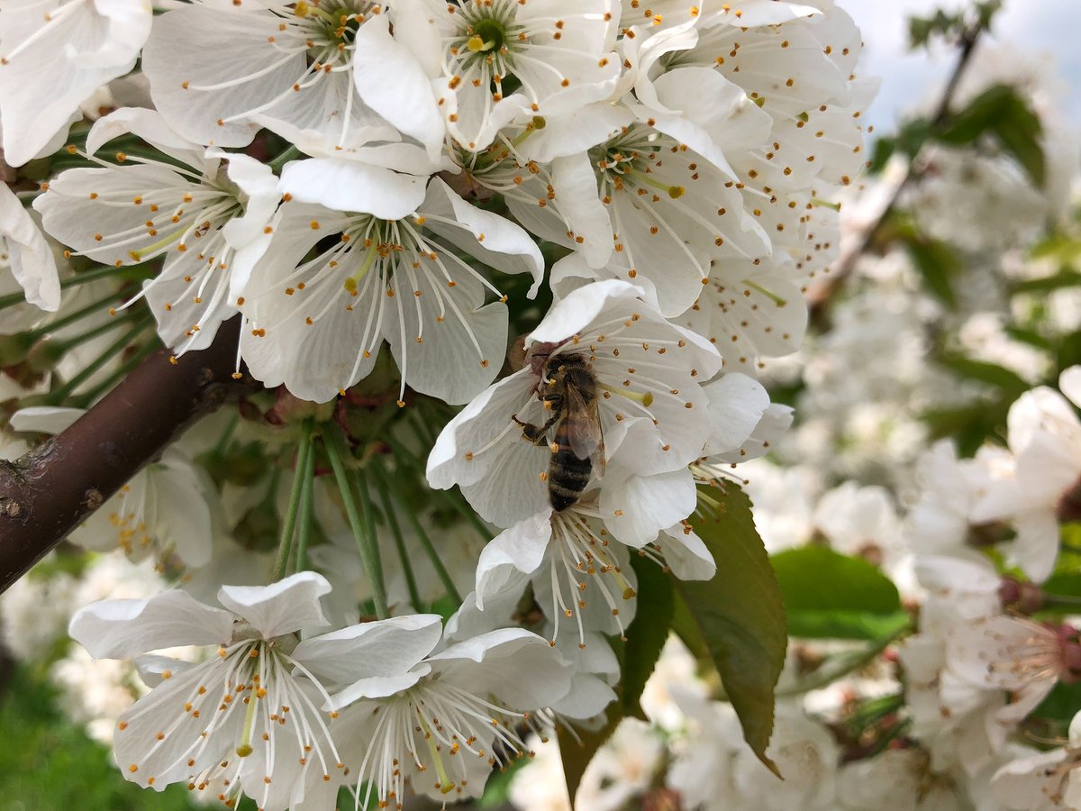 🐝Bra samarbete i körsbärslunden bär frukt!🐝En studie med forskare från <a href="/goteborgsuni/">Göteborgs universitet / University of Gothenburg</a> och <a href="/unihalle/">Universität Halle (inaktiv)</a> visar att skörden av körsbär kan mångdubblas om två arter av bin sköter pollineringen i stället för bara en. #biodiversity #ekologi #trädgård #odling
shorturl.at/vDO79