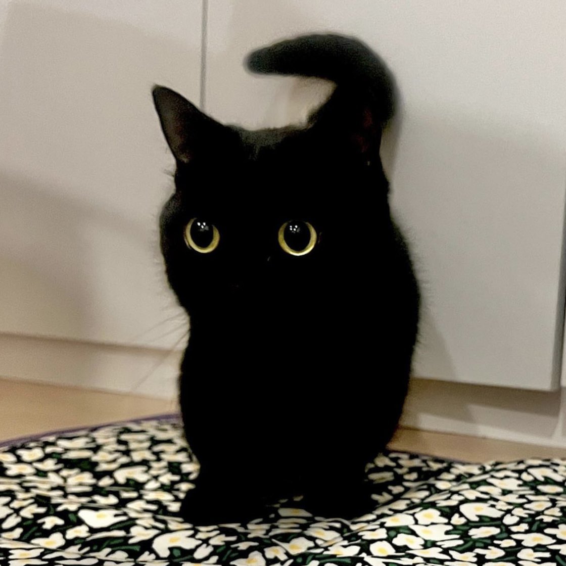 yoxrgravity's tweet image. อยากมีวาสนาได้แมวดำตาแป๋วๆ