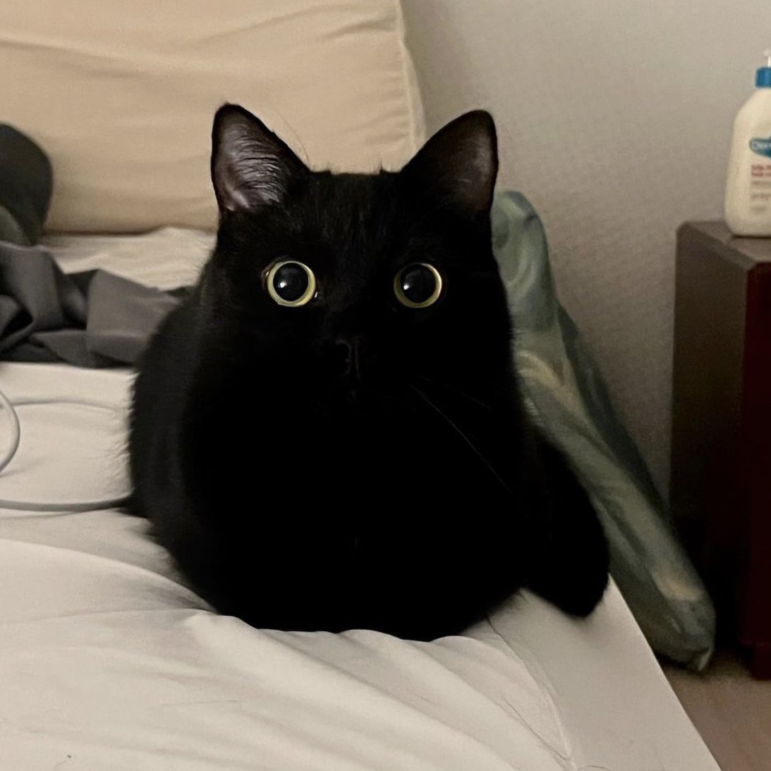 อยากมีวาสนาได้แมวดำตาแป๋วๆ