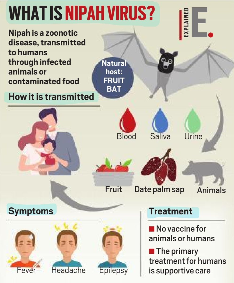 imRavikantYadav's tweet photo. 'What is Nipah Virus'
Details: Host, Transmission,symptons, treatment

#NipahVirus 
#NipahOutBreak 
#Zoonotic #disease 
#FruitBat 
#Health #healthcare 

#UPSC 

Source: IE https://t.co/S4fyuVTrwo