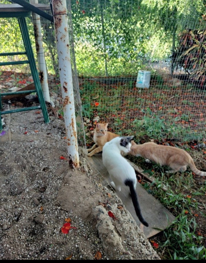 A lot has happened in the past months... Mars has a new home with new friends. We're still trying to get his sibling Venus to join. Fingers crossed. <a href="/ObservatoryCats/">Observatory Cats</a>