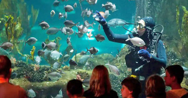 Still time to create exhibits for the Natnl Aquarium of NZ in the INTERFACE Minecraft student comp. Yrs 6-13, d/l Sep 22: interfaceonline.co.nz/minecraft2023/ <a href="/NZScienceLearn/">Science Learning Hub</a> <a href="/Welly_ED/">Welly ED</a> <a href="/ibpossum/">Rachel Chisnall</a> @corneynz @cherylm1927 <a href="/DuncanTrickey/">Duncan Trickey</a> <a href="/dbeehre/">Dave B</a> @illteachuDT <a href="/SarahJRasmussen/">Sarah Rasmussen</a> <a href="/SimonAshbyNZ/">Simon Ashby</a>