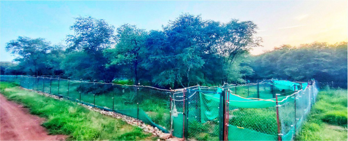 wii_india's tweet image. One year anniversary of Cheetah is around the corner! 🐆Reflecting on last year, we put our hearts, minds and soul into every step to ensure success! #mudonboots #ProgressMatters @moefcc @ntca_india @vrtiwari1 @SPYadavIFS