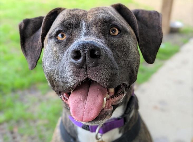 Please retweet to help Tia find a home #GLOUCESTERSHIRE #UK Super softy, American Bulldog aged 2. She's been over looked due to her size. She can live with children aged 15+ and needs to be the only pet. She enjoys fuss, quiet walks and a cuddle. DETAILS or APPLY👇…