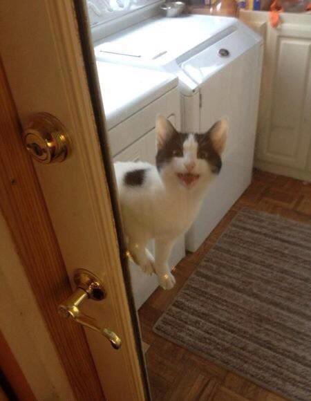 Beautifulcatss tweet picture