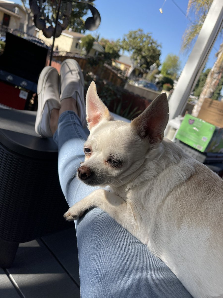 ___giisellee's tweet photo. i can never thank her enough for being the best dog i could’ve ever asked for. i’ll love you forever angel. 🤍🕊️ https://t.co/1vX9av1JaG