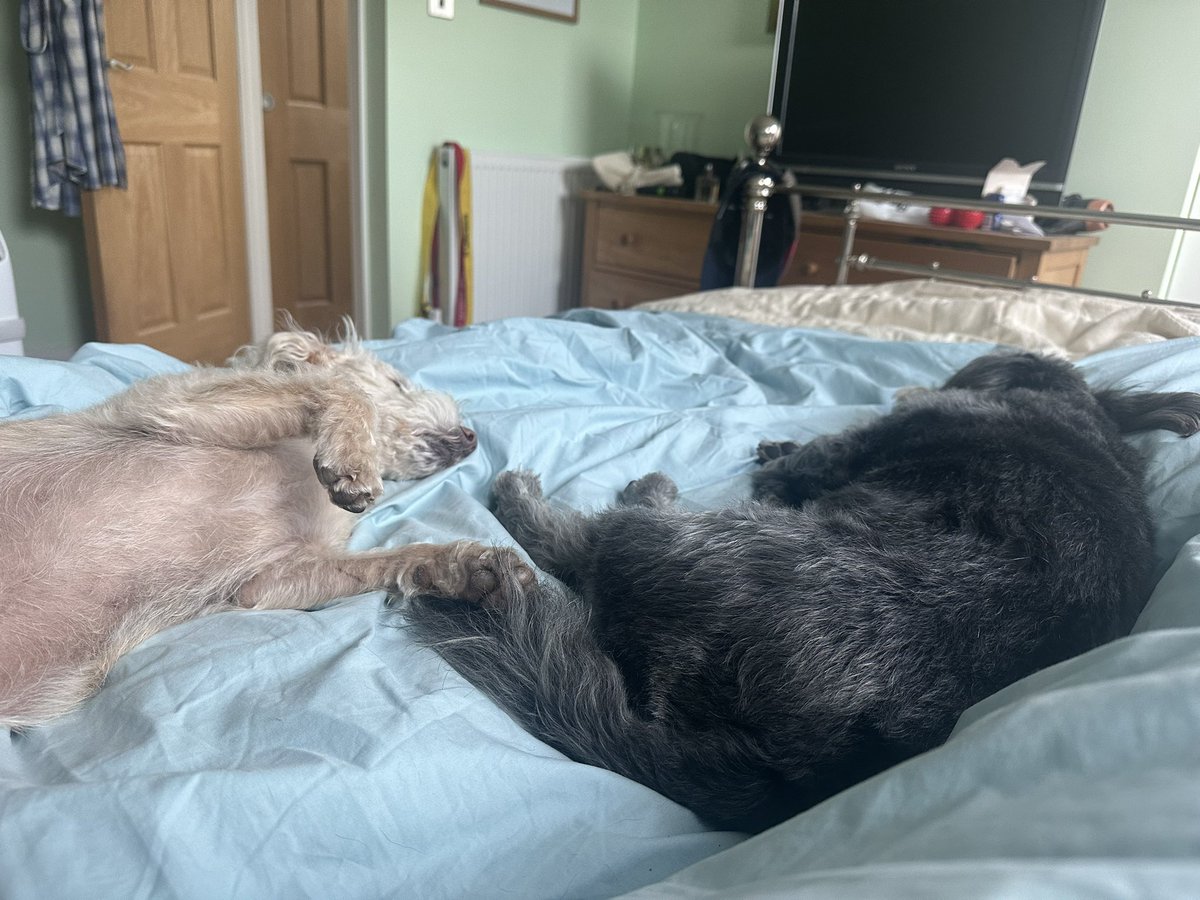 G2D2G's tweet photo. Good Morning! I’m awake, my sidekicks are NOT! #ThursdayMotivation #jackapoos #londonlife #hithergreen #LGBT #hipreplacementrecovery #notjustforoldpeople #lovemydogs https://t.co/ZAVwIkifPt