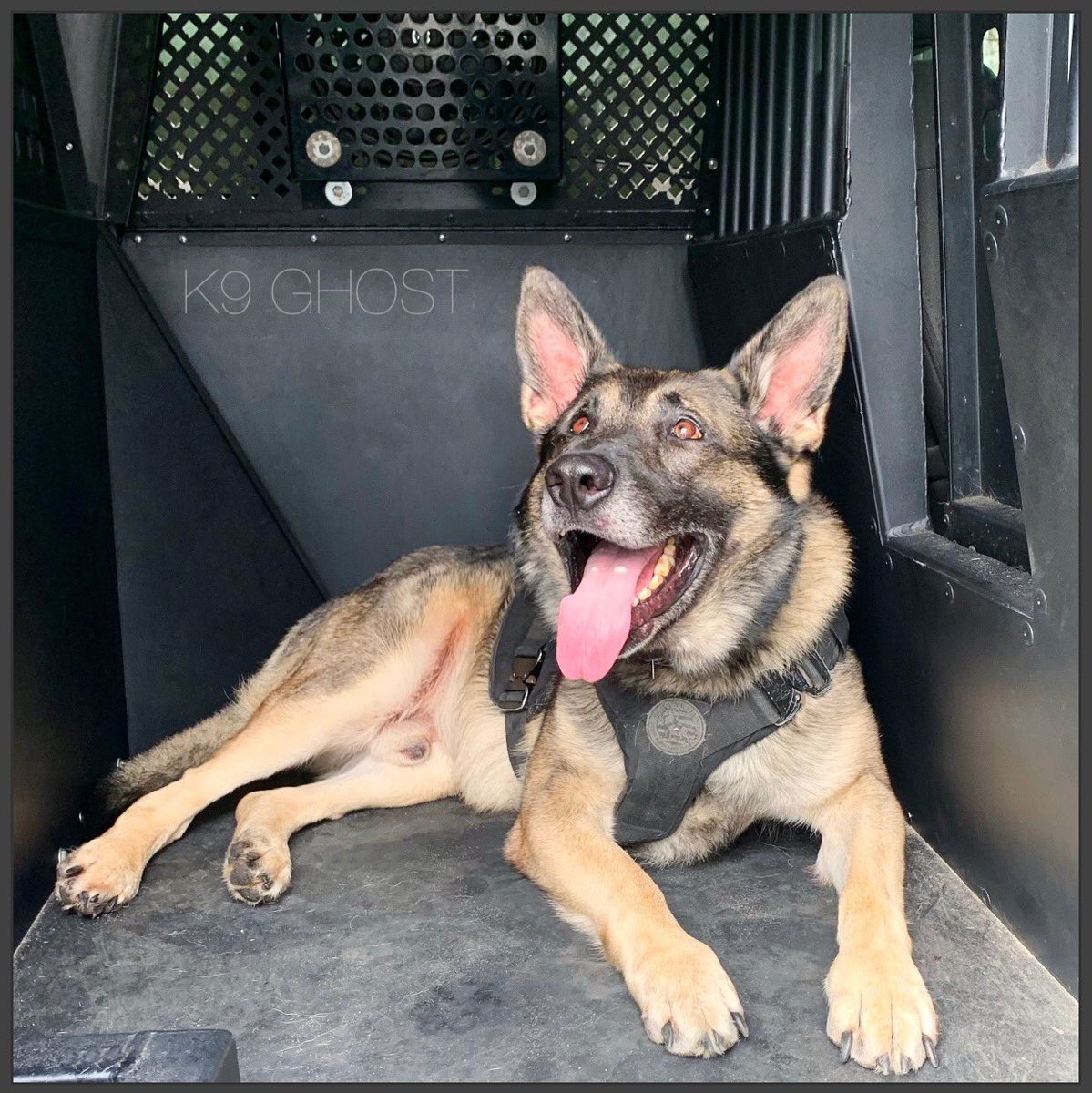 Love4PoliceDogs's tweet image. It’s been a rough couple months for numerous reasons beyond my control but things are beginning to get back on track, I’ve been behind on my giveaways so I’ll be having one this weekend! Plz RT! TY!!!   ✨#DailyDoseOfK9Ghost ✨
#OPLive #OnPatrolLive