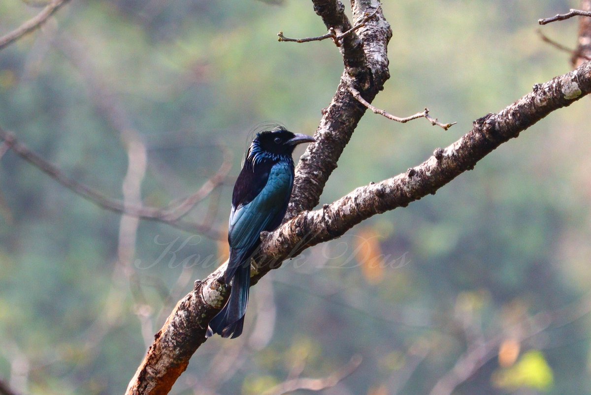 A pic taken with a cup of coffee in a chilly morning in Eastern Himalayan foothills very well known as a birding paradise. #IndiAves #birdwatching #ThePhotoHour #NatgeoIndia #BirdsSeenIn2023 

Hair crested drongo from Rongtong