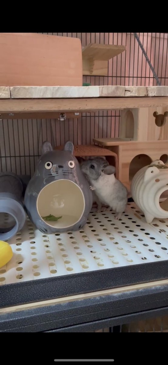 54qYqXnZhNaWHm1's tweet photo. トトロのチラ壺です！
借り物なのでもう無いです！
#チンチラ
 #chinchilla https://t.co/0GMUX03uMW