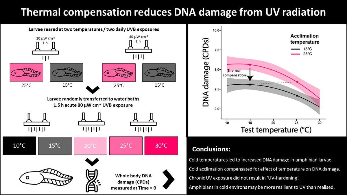 Frog science hot off the press! 
A story about 🐸🧬🌞❄️
We found that tadpoles raised in cold waters can protect themselves against the harmful effects of UV exposure that occurs at cold temperatures - strong evidence of thermal acclimation! (1/4)
dx.doi.org/10.1016/j.jthe…