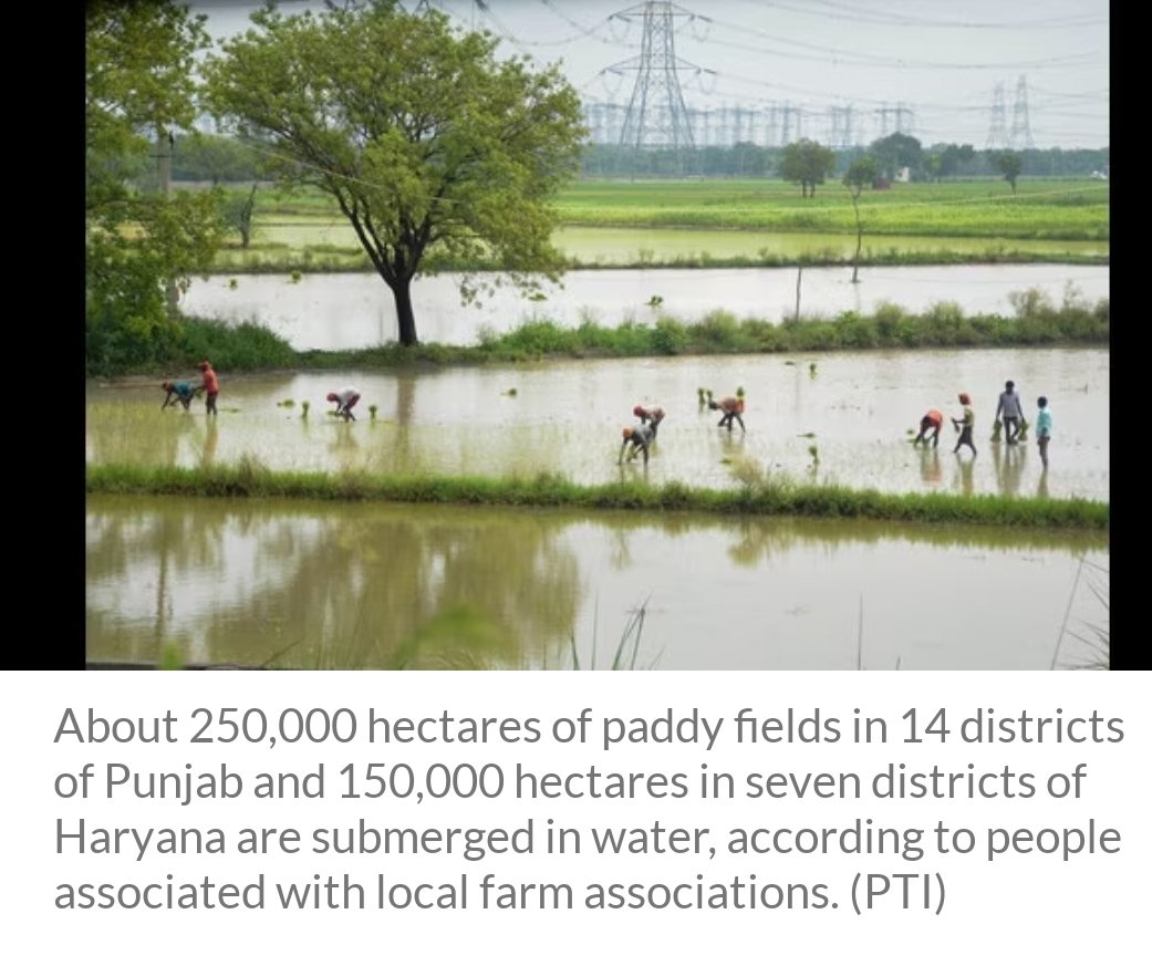 samitakaur74's tweet photo. I'm a bit fed up of people who know nothing about ground realities and #Farming compile reports on stubble burning.Why not #IndustrialPollution isn't it concerning?It is no brainer if stubble burning is less because rice saplings destroyed #PunjabFloods #NGOaccountability https://t.co/RQR1quUZBW