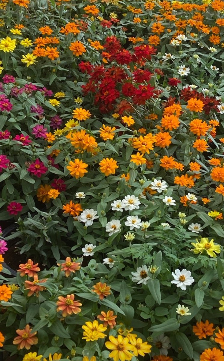 i_SolitudeSoul's tweet photo. Have you ever wished to be born again?
#ThursdayThoughts #ThursdayTreats #Flowers #TwitterX #Photography #Plants #PotPlants #ColorfulViews #FlowerPhotography https://t.co/pqUnVS4qfm