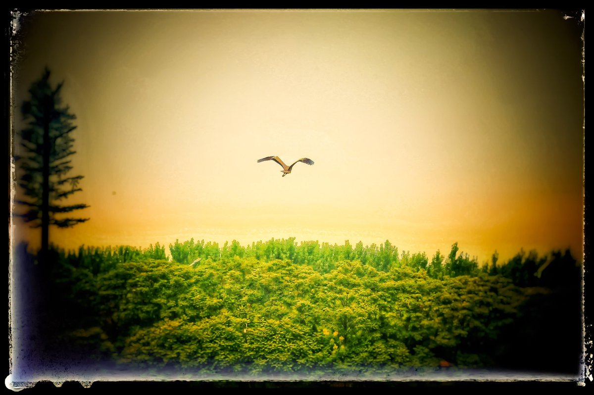 ligedw's tweet photo. gray crane https://t.co/rdbVdnzG6J