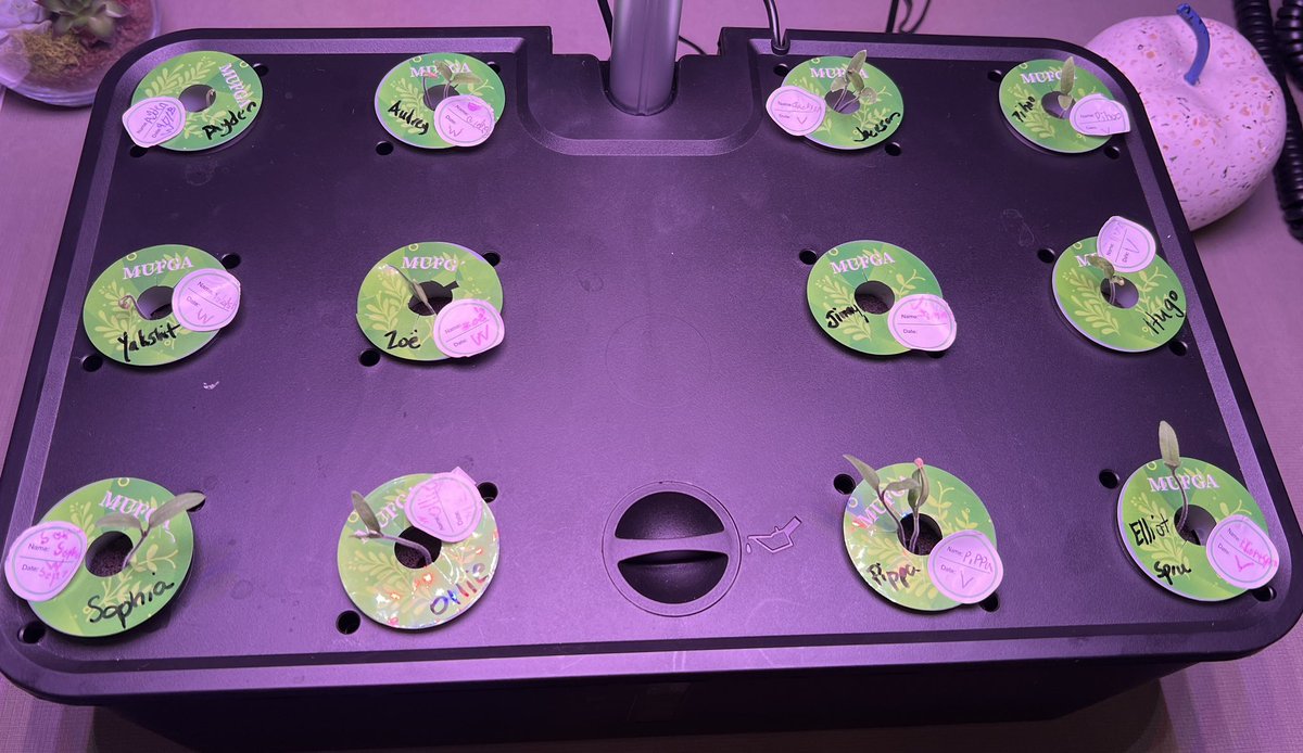 It’s been 6 days since we planted our tomato seeds. Look at them grow. I wonder which side was in space. 🧐#ReevesAchieves #AdventureAwaits #ProsperProud