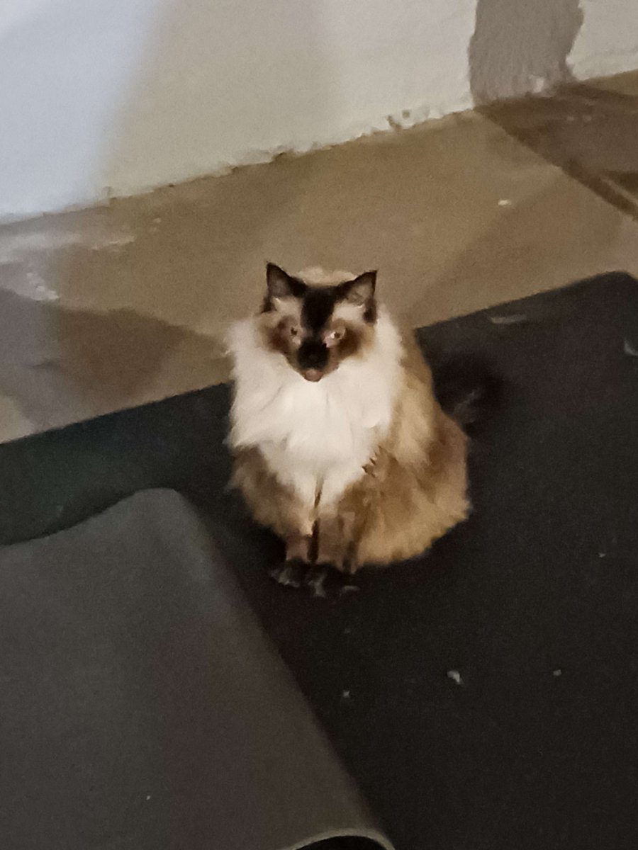 A_Polite_Frog's tweet photo. @RubberNinja Her name is Kiki and she hates most people, but she tolerates me. She likes to chew on my knuckles. https://t.co/tmLu8ksSak