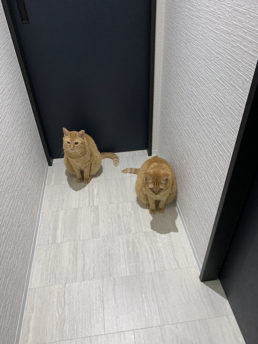 私がお手洗いから出た時だいたいこうです🥹
出待ちされるなんて人気者なわたし👀
もしトイレに閉じ込められたら助けてくれたりするかも🧚‍♀️
なんてね🤤
ごましおが来てから、1人でうちにいても怖く無くなったんだよね🥰
#猫のいる生活
#お化け
#ごましお
#猫
#ねこ好き