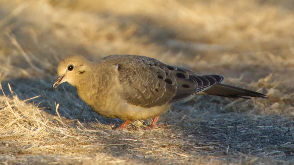 AshleyPurring's tweet photo. Peaceful dove at Bird Loop, Marymoor Park, September 2021
#birdloop #marymoorpark #wildlifephotography #nature #NaturePhotography #Wildlife #WildlifePhotograph #morningdove @kingcountyparks https://t.co/J1CguwdMip