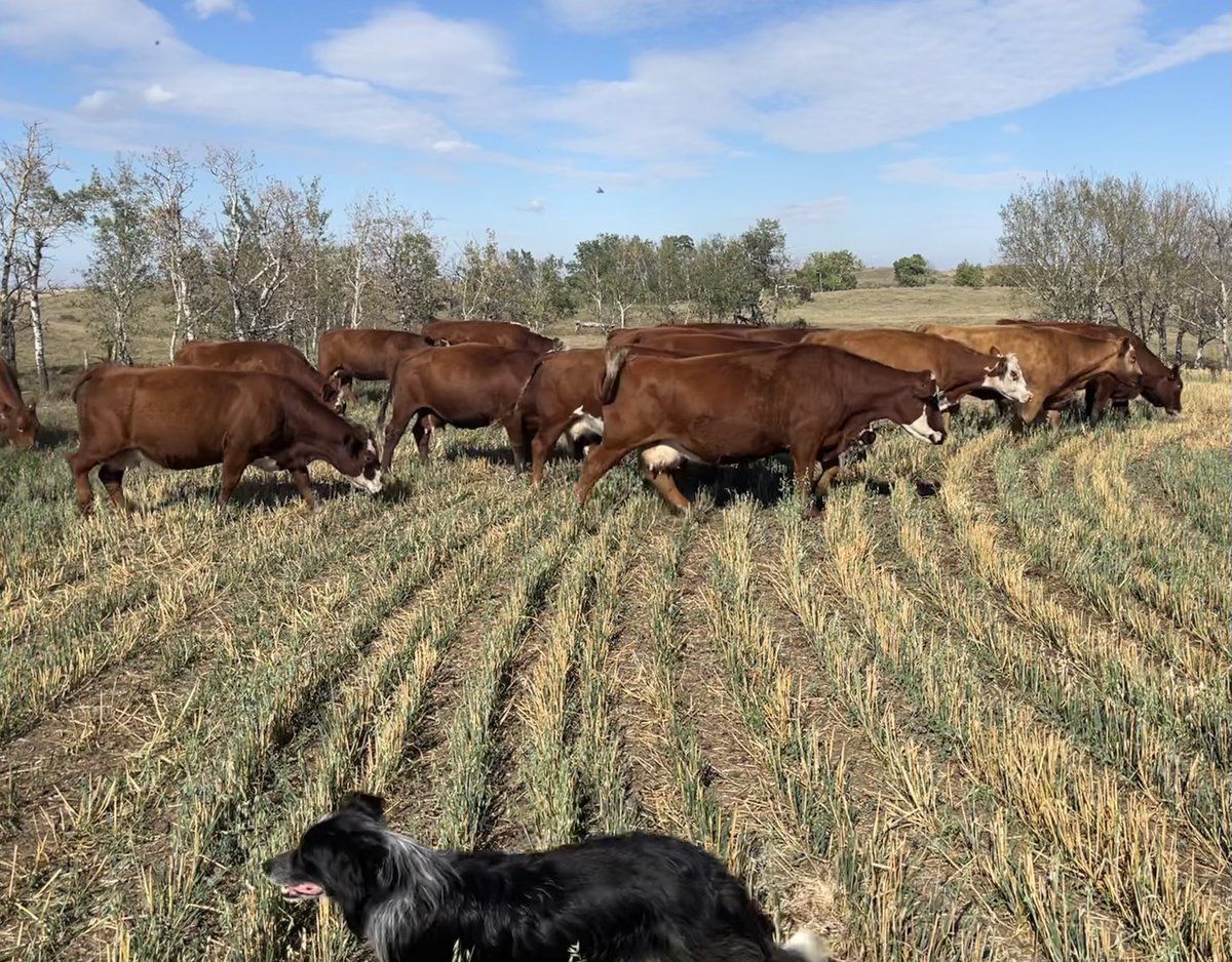 Kicked the cows onto an oat field we silaged. Some good regrowth there so should have some happy girls for a while! #justranchin #cowdog