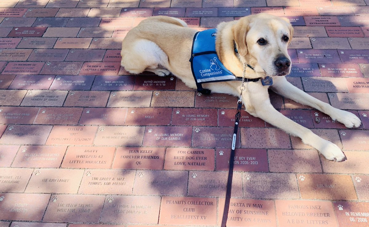 I found my brick and many dogs indeed are the Best Dogs Ever. Looking at the <a href="/canineorg/">Canine Companions®</a> bricks fills my person with so much 🤍 for the people and dogs who make this magic happen. Also, apparently I’m retiring soon! All the 💤!