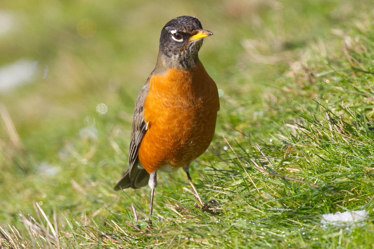 AshleyPurring's tweet photo. American Robin after snow melts, river bank at Marymoor Park, January 2022 #americanrobin #marymoorpark #birdsofmarymoorpark @kingcountyparks @EastsideAudubon https://t.co/RETg3qZNbK