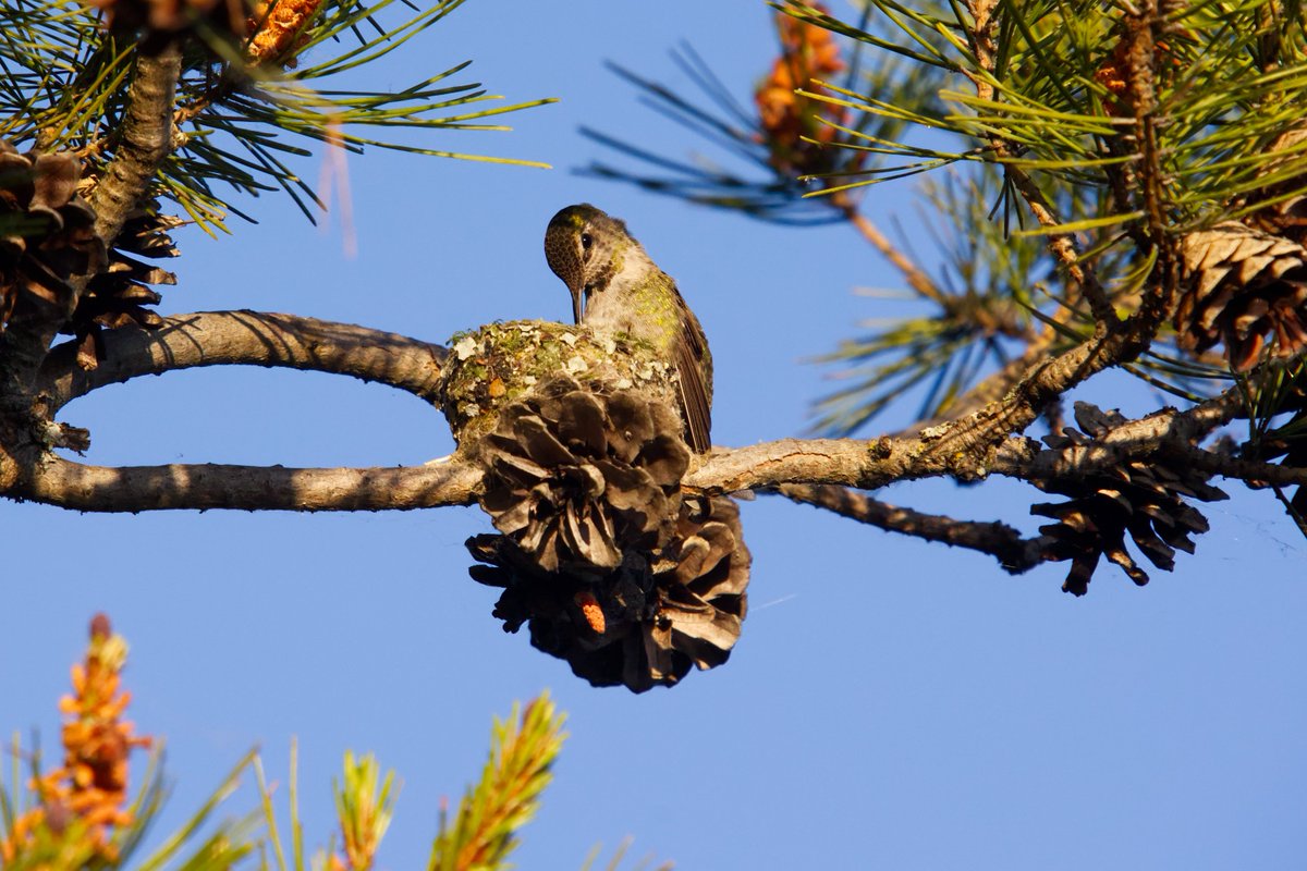 AshleyPurring's tweet photo. Mama Hummingbird at Kirkland Marina Park, June 2023
#hummingbird #annashummingbird #kirklandmarinapark #cityofkirkland @EastsideAudubon https://t.co/fgdg7SFsps