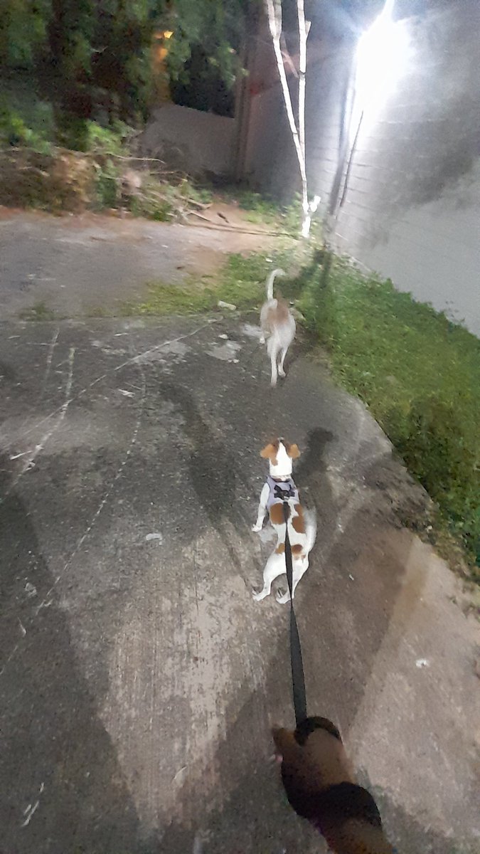 moon_miranda's tweet photo. Nunca puedo tomarle foto a los dos 🥰🥰🥰 https://t.co/YVjfIe8qcu