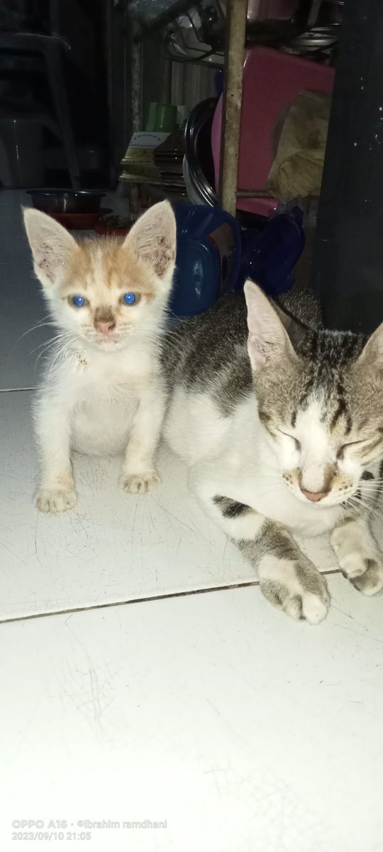 Selamat pagi <a href="/FaktaKucing/">Pecinta Kucing</a>