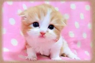 pastelzia's tweet image. when ur mean to me, this is who ur being mean to :3