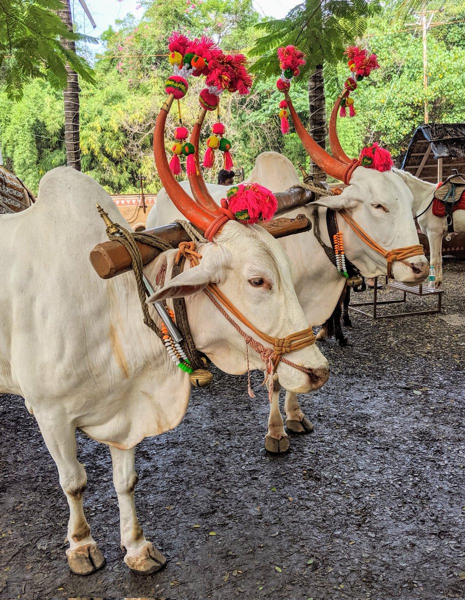 बैलपोळा सणा निमित्त तुम्हा सर्वांना, विशेष करून कृषक बांधवांना हार्दिक शुभेच्छा 🙏🏻🙏🏻