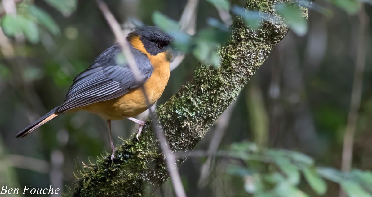 Chorister Robin Chat's natural habitat is evergreen forests, especially in the mist belt region. birdwatcher.co.za 
#birdwatcher
#travel