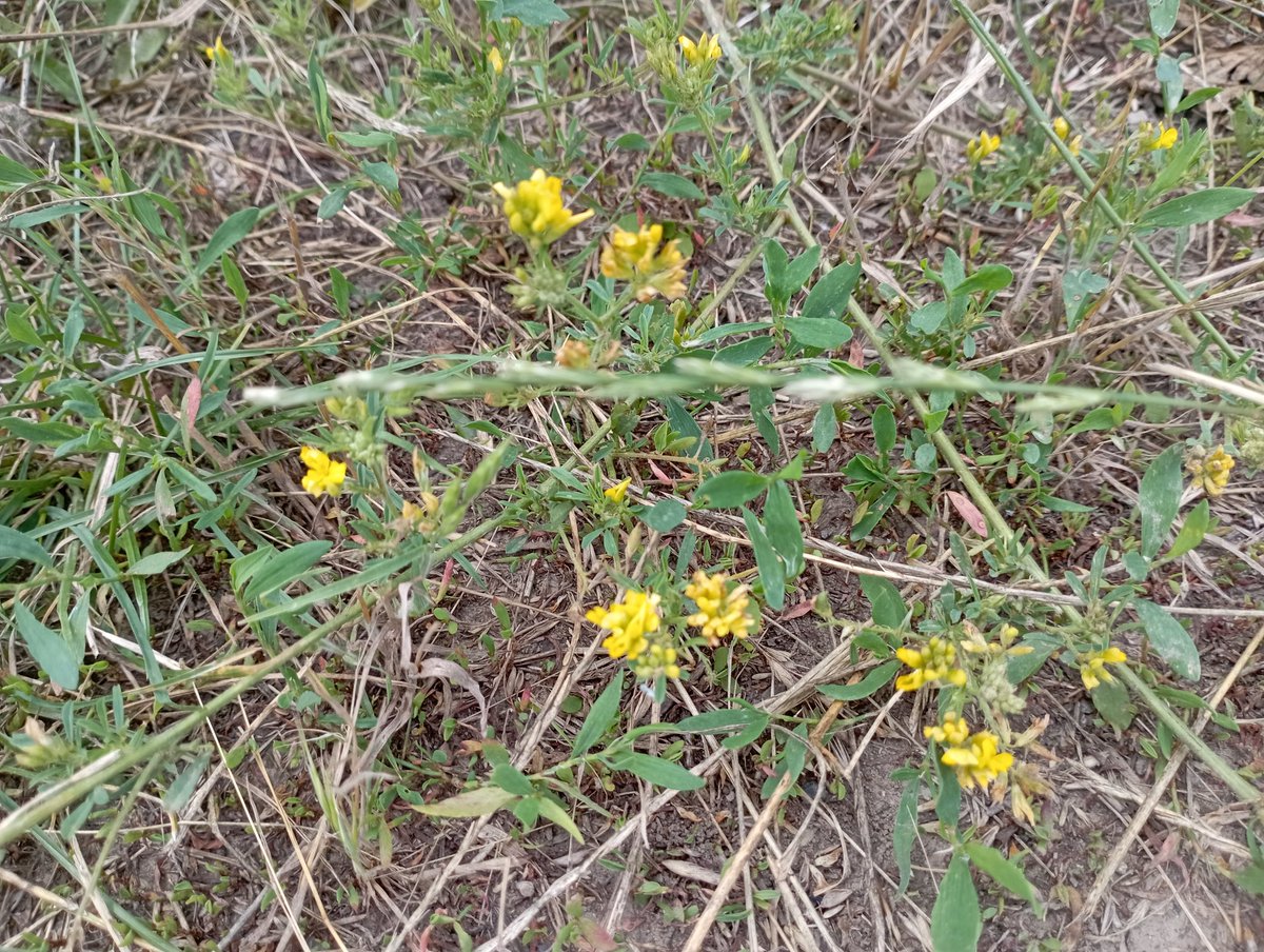 Bomber9150's tweet photo. Some small yellow flowers 
#Ukraine #Dnipro #Travel #flover  #plant #nature https://t.co/9TA6BYJ9Hg
