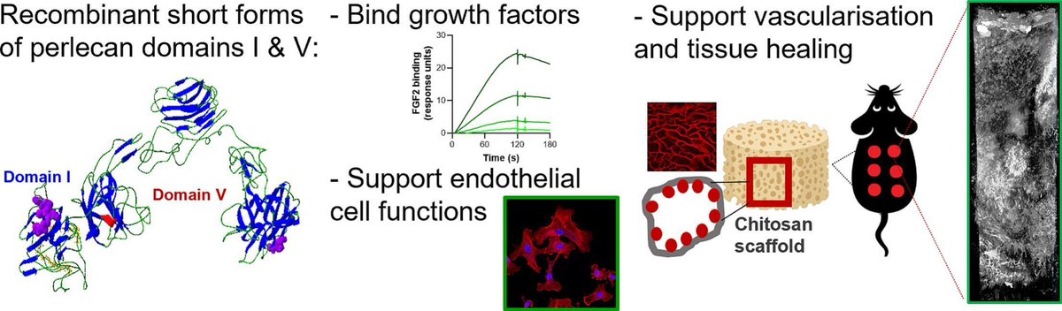 JCRnEDITORS's tweet photo. Engineered short forms of perlecan enhance angiogenesis by potentiating growth factor signalling.
| Megan S. Lord @UNSW |  @DrMeganLord @AustralianCRS
[50 days' free access]
#perlecan #angiogenesis
https://t.co/rgzcEUB9Vs https://t.co/w2Xf4wF5Ax