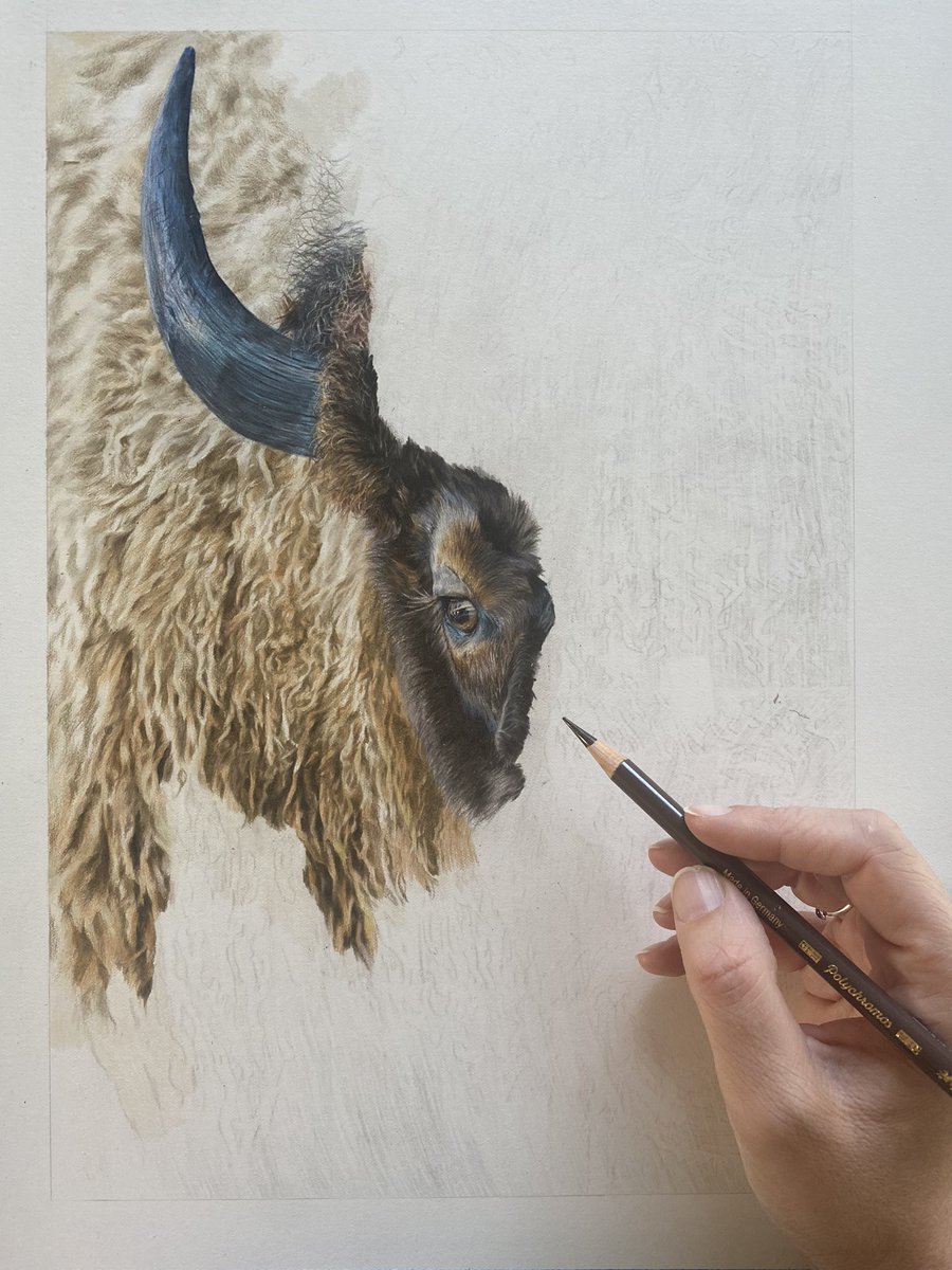 Nine hours of drawing fur today 🦬 #wildlifeart #drawing #art #bison #wyoming #artist